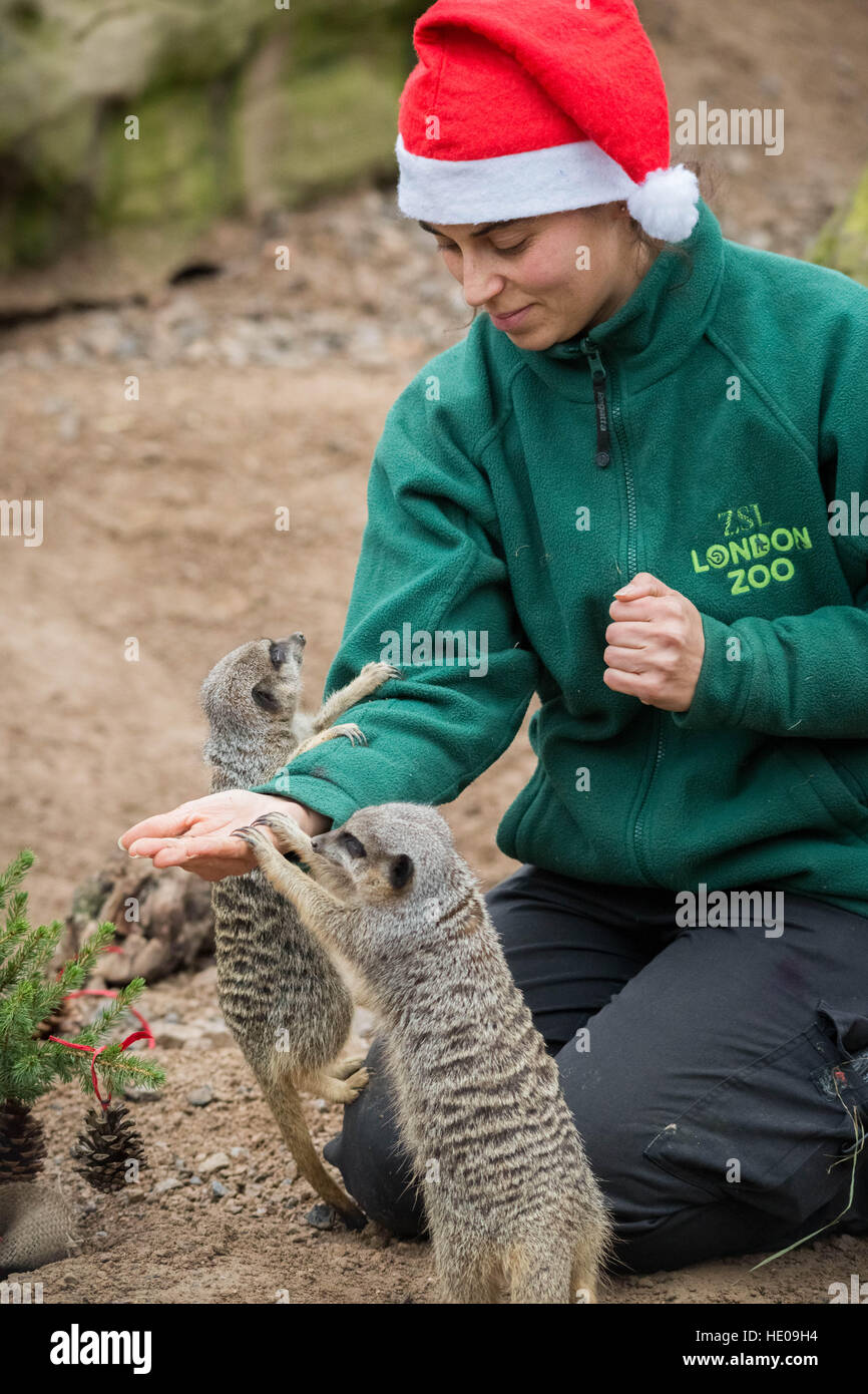 London, UK. 15. Dezember 2016. Erdmännchen fröhlich viel auf Weihnachten festlich Gemüse in ZSL London Zoo, UK. © Guy Corbishley/Alamy Live-Nachrichten Stockfoto