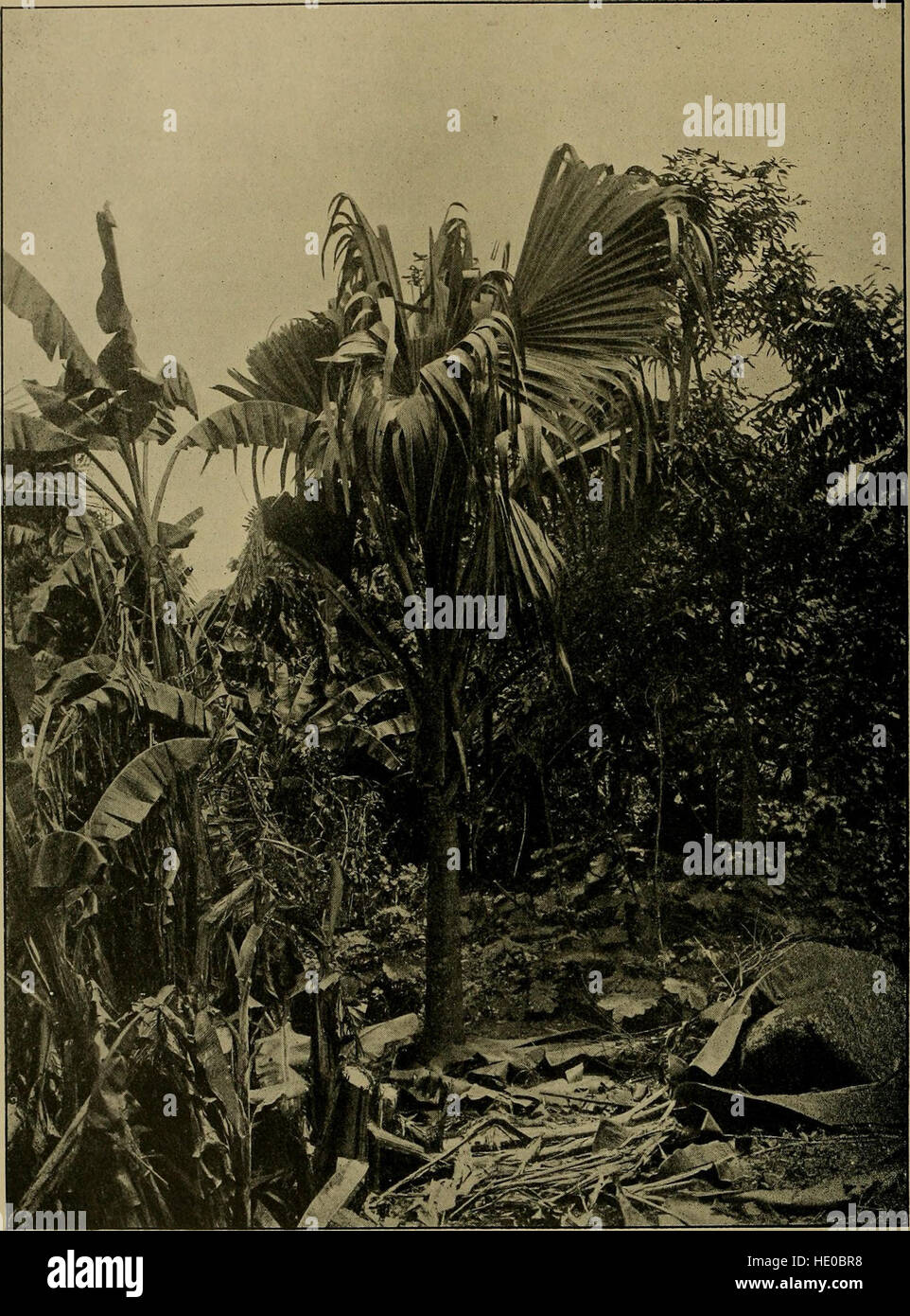 Journal of the Bombay Natural History Society (1913) Stockfoto