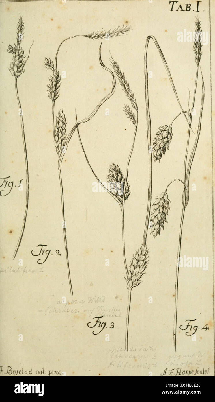 Caroli Ludovici Willdenow Florae Berolinensis Prodromus - Secundum Systema Linneanum Ab Fittings. Viro Ac EQ C.P. Thunbergio Emendatum Conscriptus (1787). Stockfoto
