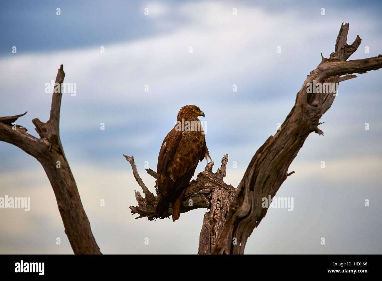 Tawny Adler lauern von einem toten Baum für ein spätes Abendessen Stockfoto