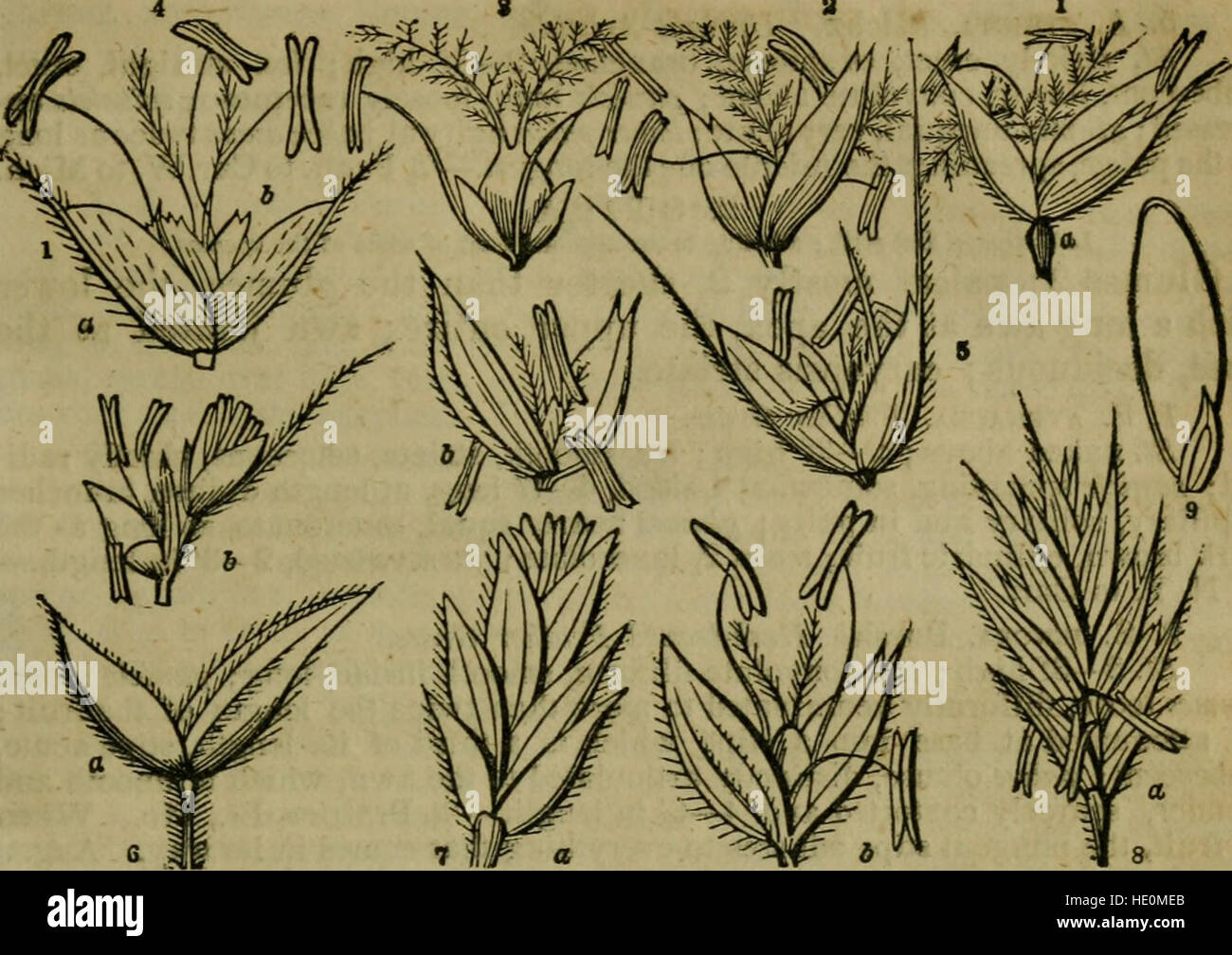 Ein Klasse-Buch der Botanik für Hochschulen, Akademien und andere Seminare konzipiert. Illustriert von einer Flora des nördlichen, mittleren und westlichen Staaten; vor allem der Vereinigten Staaten nördlich der Hauptstadt, Stockfoto