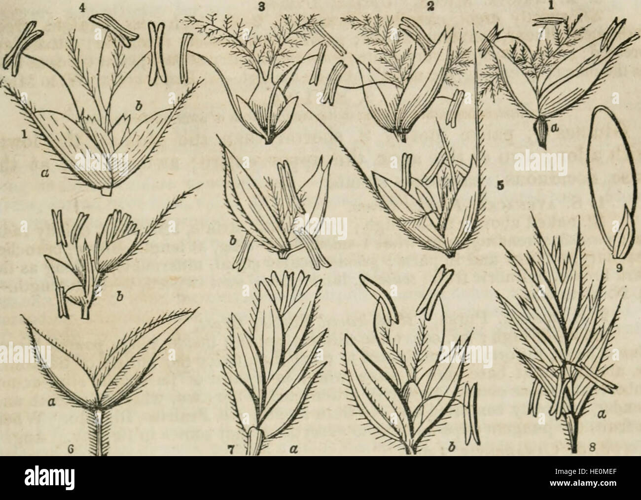 Ein Klasse-Buch der Botanik für Hochschulen, Akademien und andere Seminare Illustrated entworfen hat eine Flora der nördlichen, mittleren und westlichen Staaten; vor allem der Vereinigten Staaten nördlich von der Stockfoto