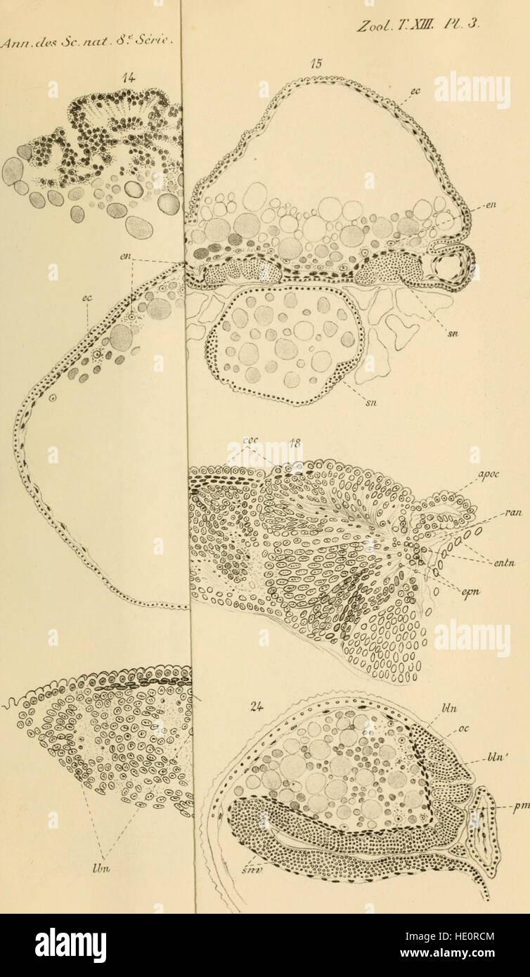 Die Ausgabe 1901 von Annales des Sciences Naturelles behandelt Fortschritte in den Naturwissenschaften, mit Schwerpunkt auf Zoologie, Botanik und geologische Studien, die zum Wissen der Zeit beitragen. Stockfoto