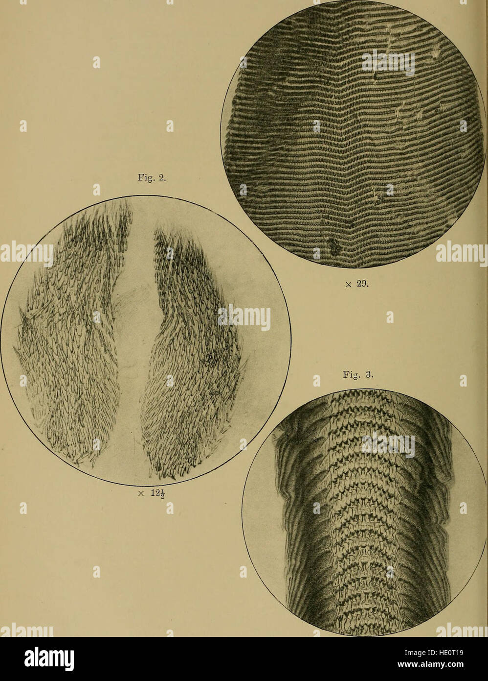 Journal of the Bombay Natural History Society (1913) Stockfoto