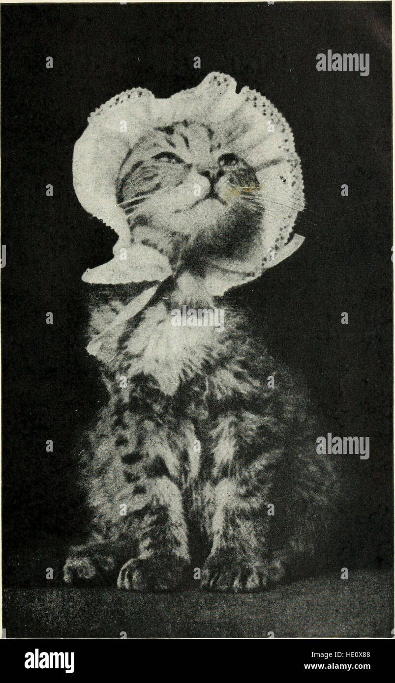 Kätzchen und Katzen; ein Buch mit Geschichten (1911) Stockfoto
