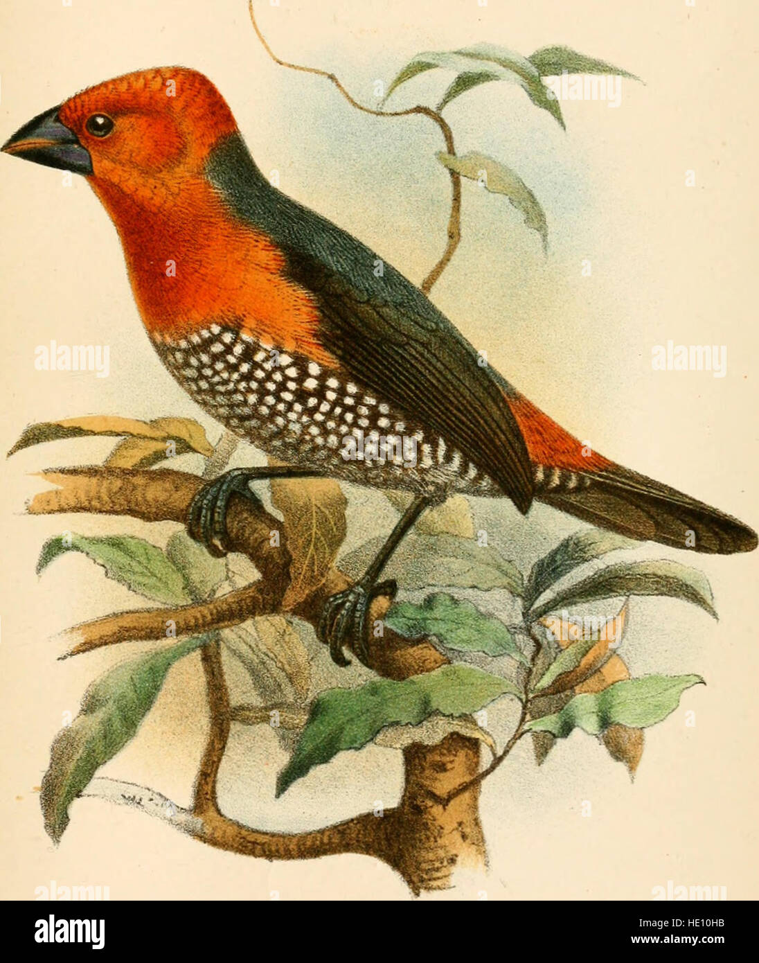 Dieser Katalog von 1890 listet die Vogelarten im British Museum auf