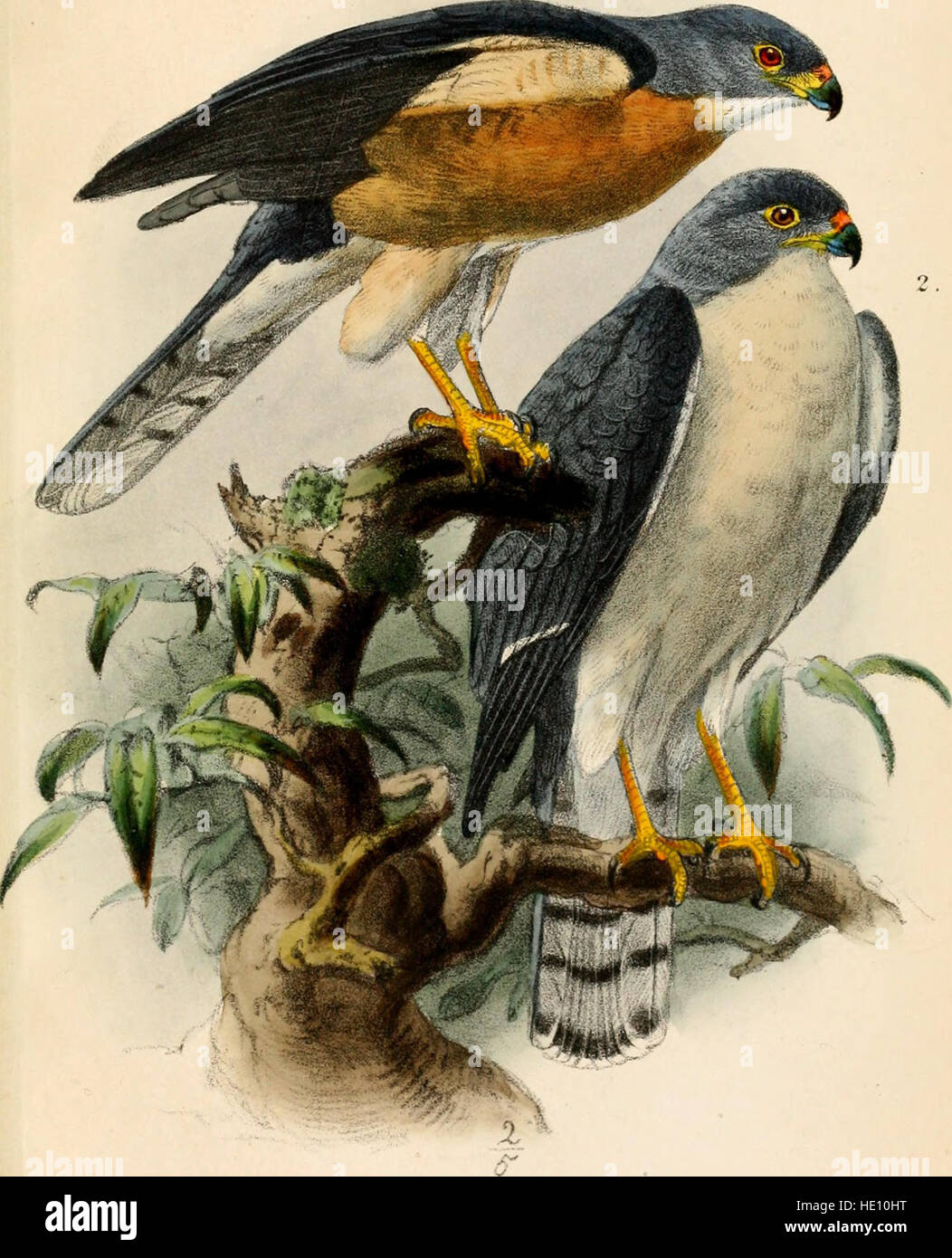 Dieser Katalog von 1874 listet die Vogelarten auf, die im British