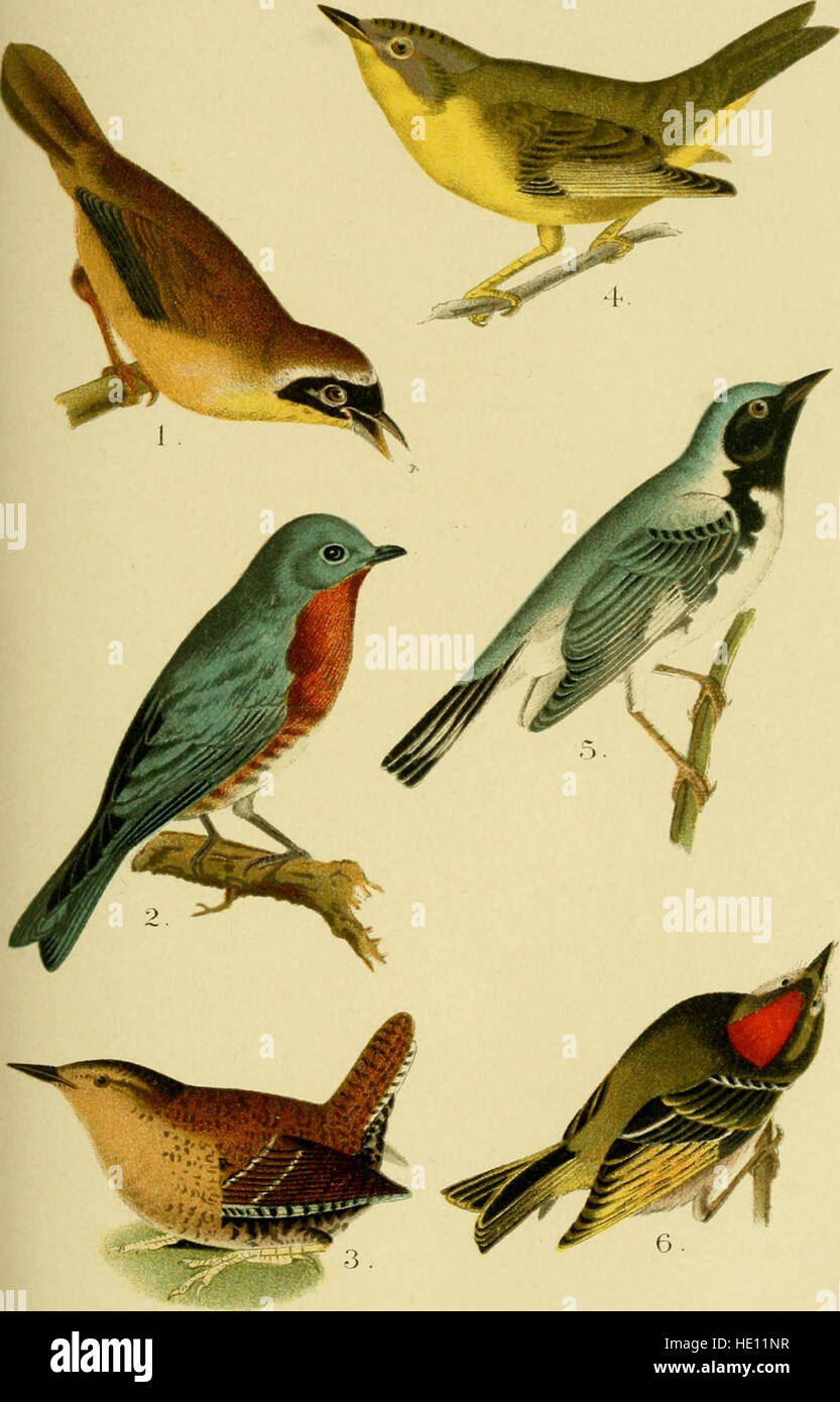 „A Popular Handbook of the Birds of the United States and Canada“ (1905) ist ein umfassender Leitfaden für Nordamerikanische Vögel. Es enthält Beschreibungen und Identifizierungsinformationen für Arten, die in den USA und Kanada vorkommen, und ist somit eine wertvolle Ressource für Vogelbeobachter und Naturforscher. Stockfoto