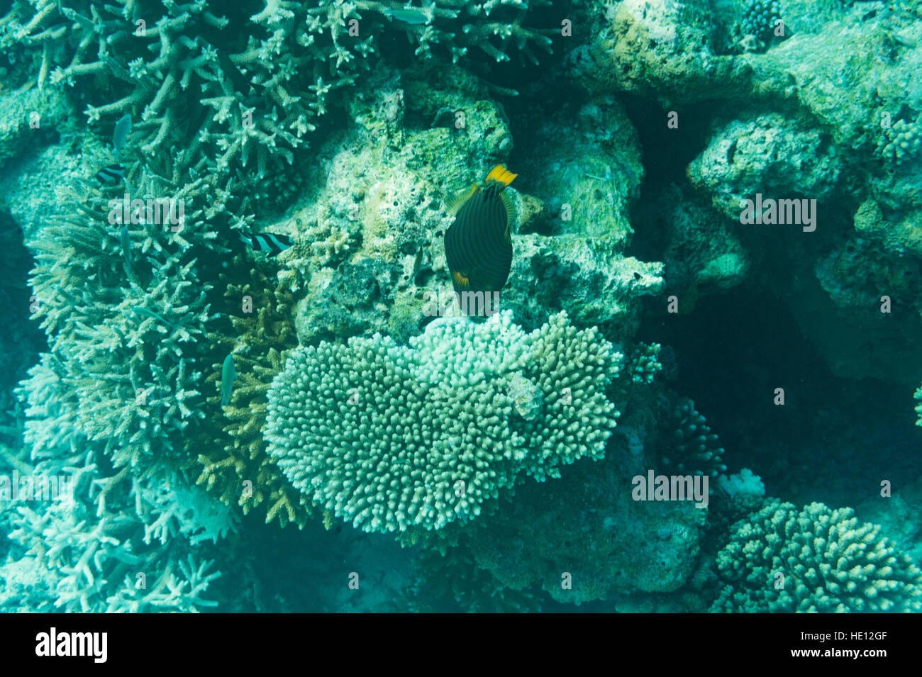 Orange gestreift Drückerfische ernähren sich von Korallen Stockfoto