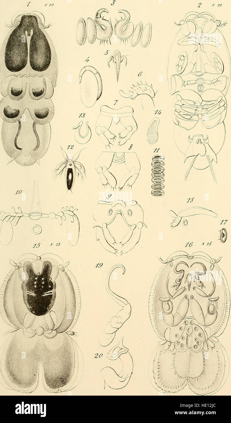 Die Ausgabe 1883 der „Annales des Sciences Naturelles“ präsentiert Forschungen und Studien in den Naturwissenschaften, einschließlich Biologie, Zoologie und Botanik, die zum Verständnis der Naturphänomene dieser Zeit beitragen. Stockfoto