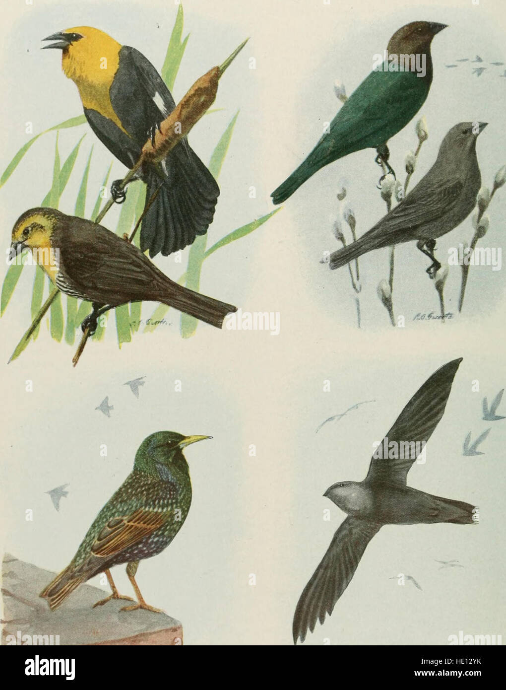 Das Buch der Vögel; weit verbreiteter Vogelarten von Stadt und Land und amerikanischen Federwild (1921) Stockfoto