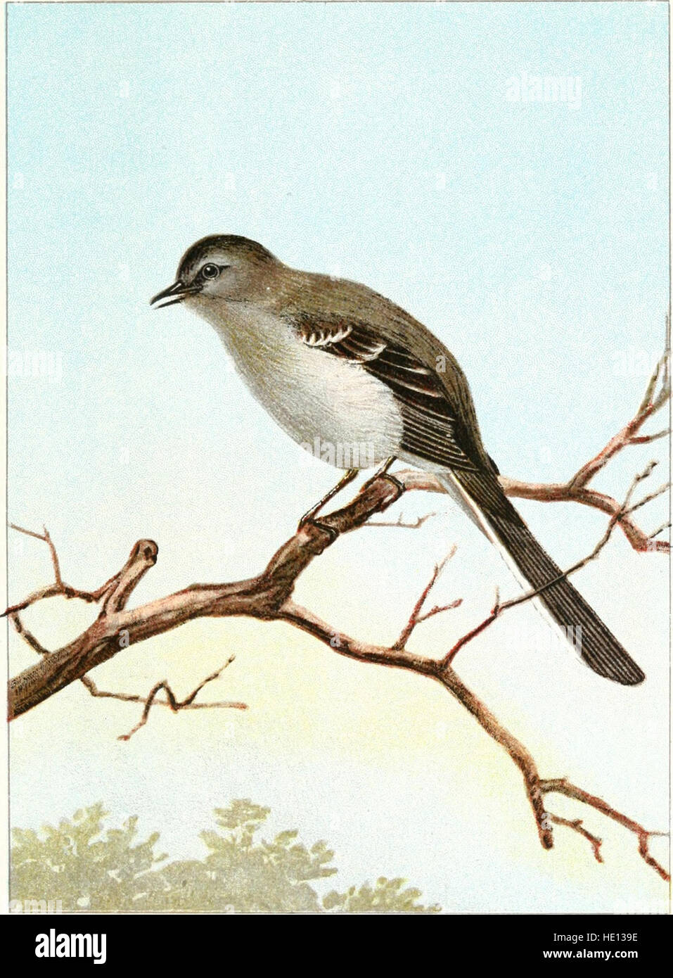 Vogel-Leben - ein Leitfaden für das Studium unserer weit verbreiteter Vogelarten (1901) Stockfoto