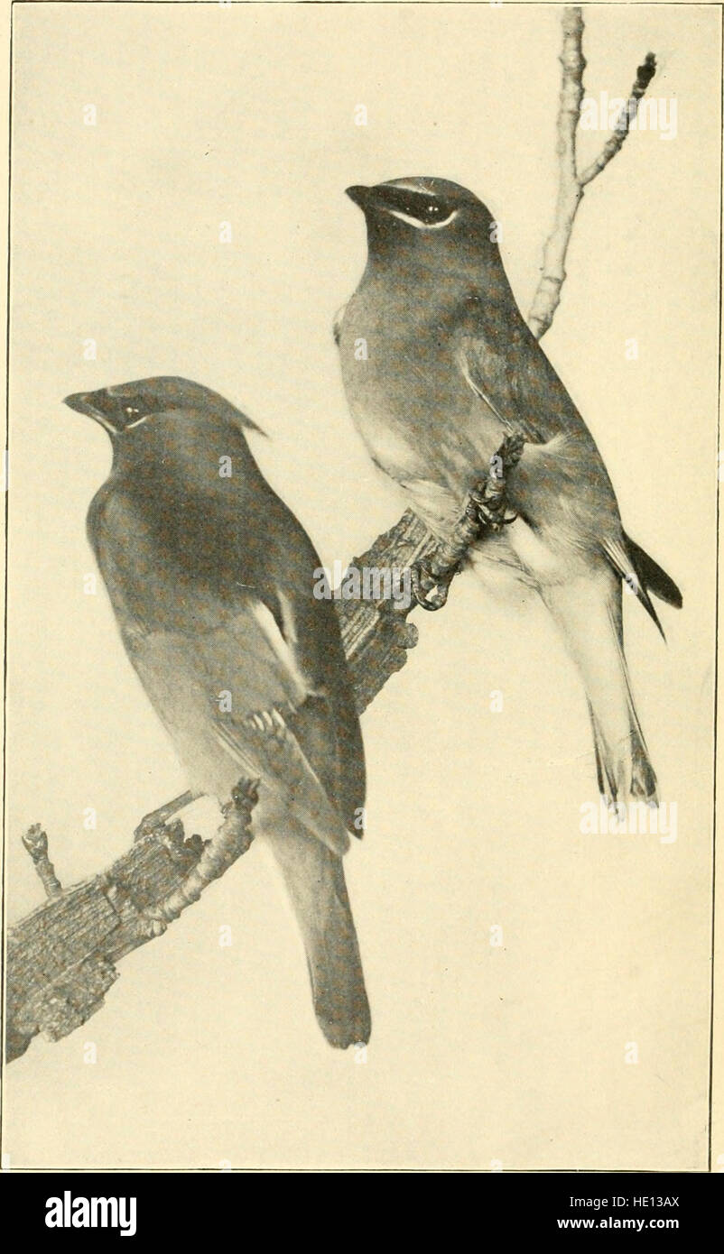 Vögel in ihren Beziehungen zum Menschen; ein Handbuch der wirtschaftlichen Ornithologie für die Vereinigten Staaten und Kanada (1903) Stockfoto