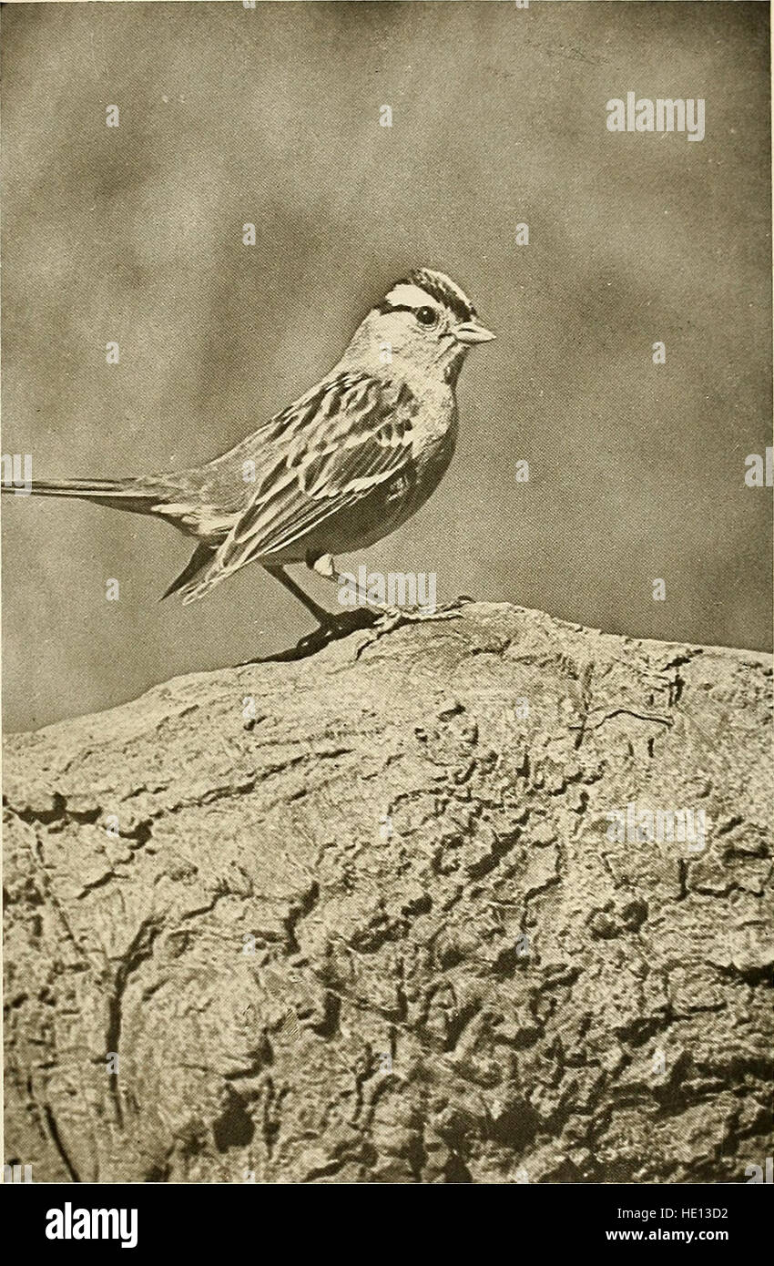 Die Vögel von Kalifornien - ein komplettes, wissenschaftlichen und populären Konto 580 Arten und Unterarten der Vögel gefunden im Staat (1923) Stockfoto