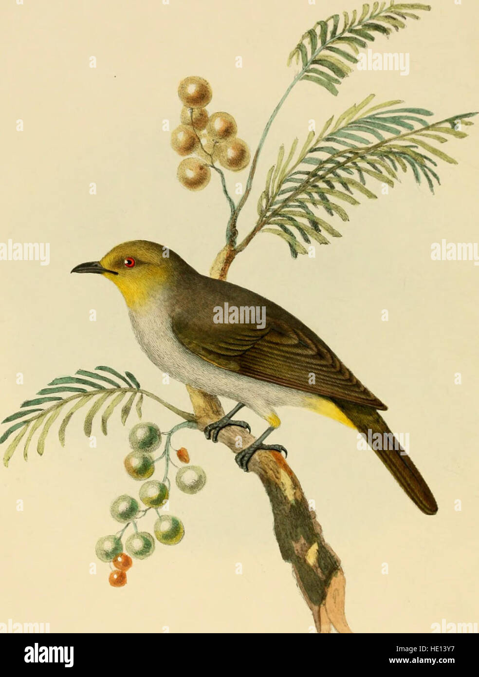 Illustrationen von indischen Ornithologie - mit fünfzig Zahlen von neuen, unfigured und interessante Vogelarten, vor allem aus dem Süden Indiens (1847) Stockfoto