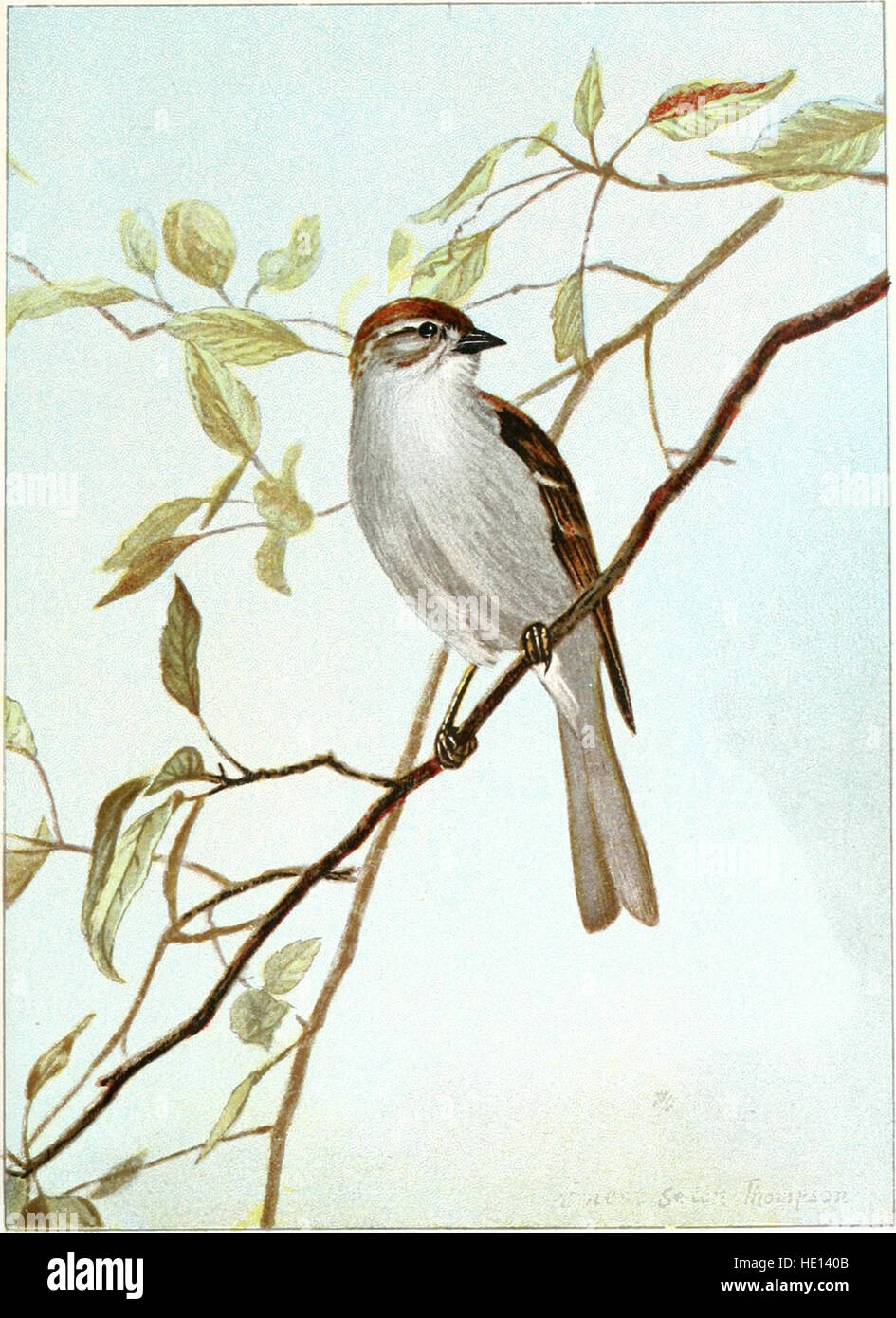 Vogel-Leben - ein Leitfaden für das Studium unserer weit verbreiteter Vogelarten (1901) Stockfoto