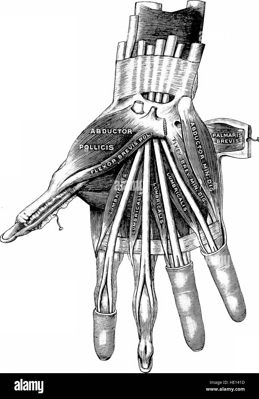 Diese Arbeit aus dem Jahr 1919 beschreibt die Prinzipien der angewandten Anatomie und Kinesiologie und konzentriert sich auf die Mechanismen der Muskelbewegung und ihre Relevanz in Bereichen wie Physiotherapie und Sportwissenschaft. Stockfoto