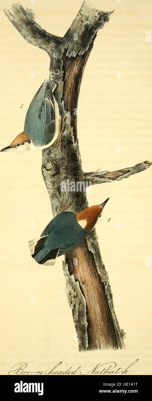 „The Birds of America“ (1840), geschaffen von John James Audubon, zeigt detaillierte Abbildungen von Vögeln, die in den Vereinigten Staaten und ihren Territorien beheimatet sind. Das Werk bietet einen umfassenden Leitfaden zu nordamerikanischen Vogelarten, der sowohl ihre physischen Eigenschaften als auch ihre Lebensräume in eindrucksvollen Kunstwerken einfängt. Stockfoto