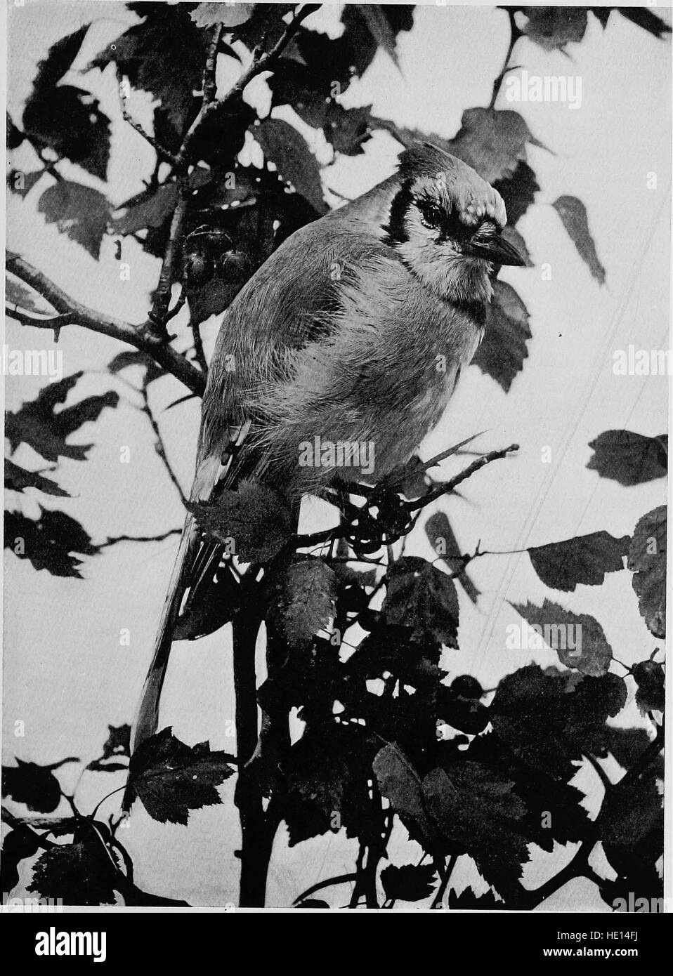 Vogel-Studien; Rechenschaft über die Landvögel des östlichen Nordamerika (1898) Stockfoto