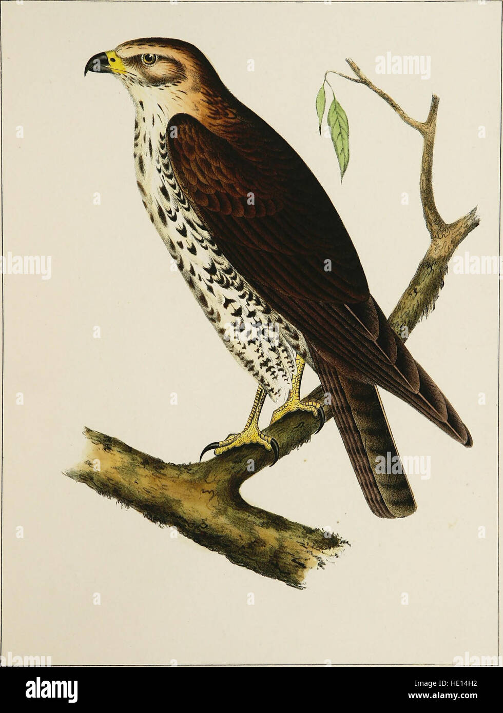 Diese Sammlung enthält Auszüge aus Band 10 von Berichten, die detaillierte Erkundungen und Erhebungen von Vogelarten enthalten. Es liefert wertvolle Informationen über Vogelbeobachtungen, Lebensraumbeschreibungen und Erkenntnisse aus verschiedenen wissenschaftlichen Expeditionen. Stockfoto