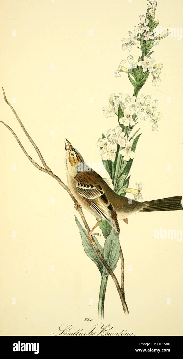 Dieses Werk von John James Audubon aus dem Jahr 1840 zeigt detaillierte Abbildungen von Vögeln, die in den Vereinigten Staaten und ihren Territorien gefunden wurden. Es ist nach wie vor einer der bedeutendsten Beiträge zur amerikanischen Ornithologie und zeigt verschiedene Arten in ihren natürlichen Lebensräumen. Stockfoto