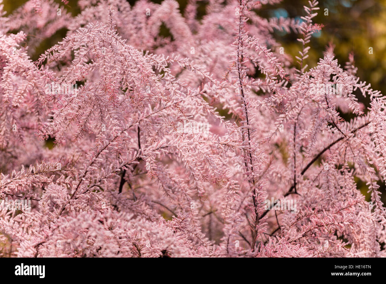 Tamarix Meyeri Busch im Garten Boiss. Stockfoto