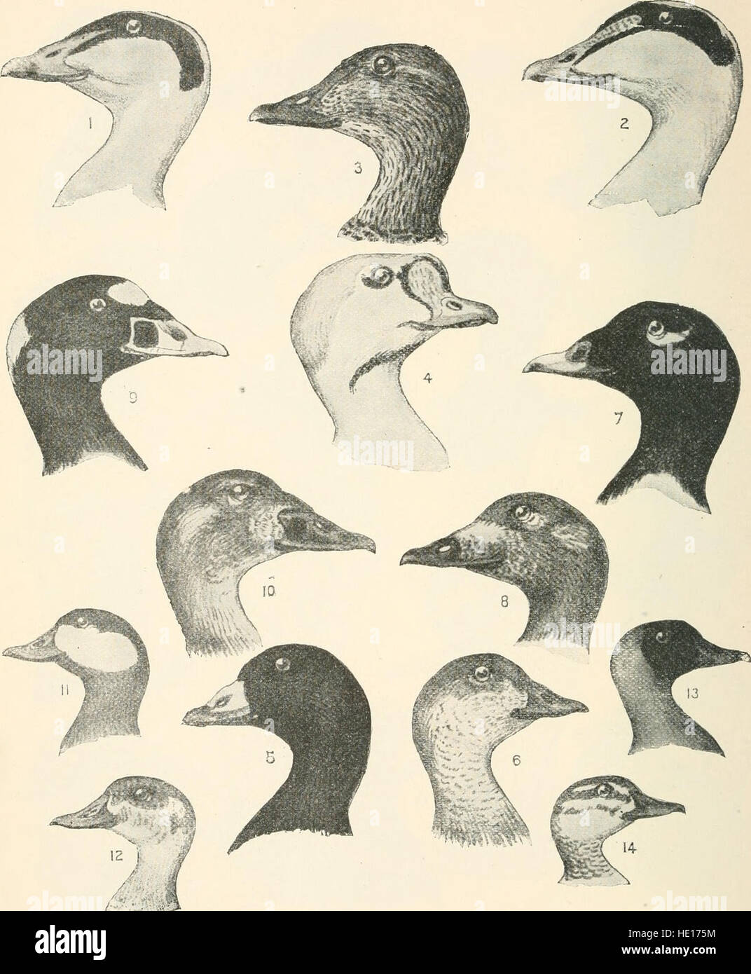 Die Vögel des östlichen Nordamerika, die bekanntermaßen auftreten, östlich von dem neunzehnten Meridian (1899) Stockfoto