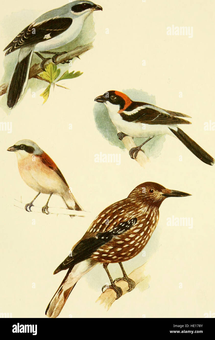 „British Birds in their Haunts“ (1909) ist ein illustriertes Buch, in dem einheimische britische Vogelarten und ihre natürliche Umgebung vorgestellt werden. Die Arbeit beleuchtet sowohl die Vielfalt der Vogelwelt als auch die Schönheit der britischen Landschaften. Stockfoto