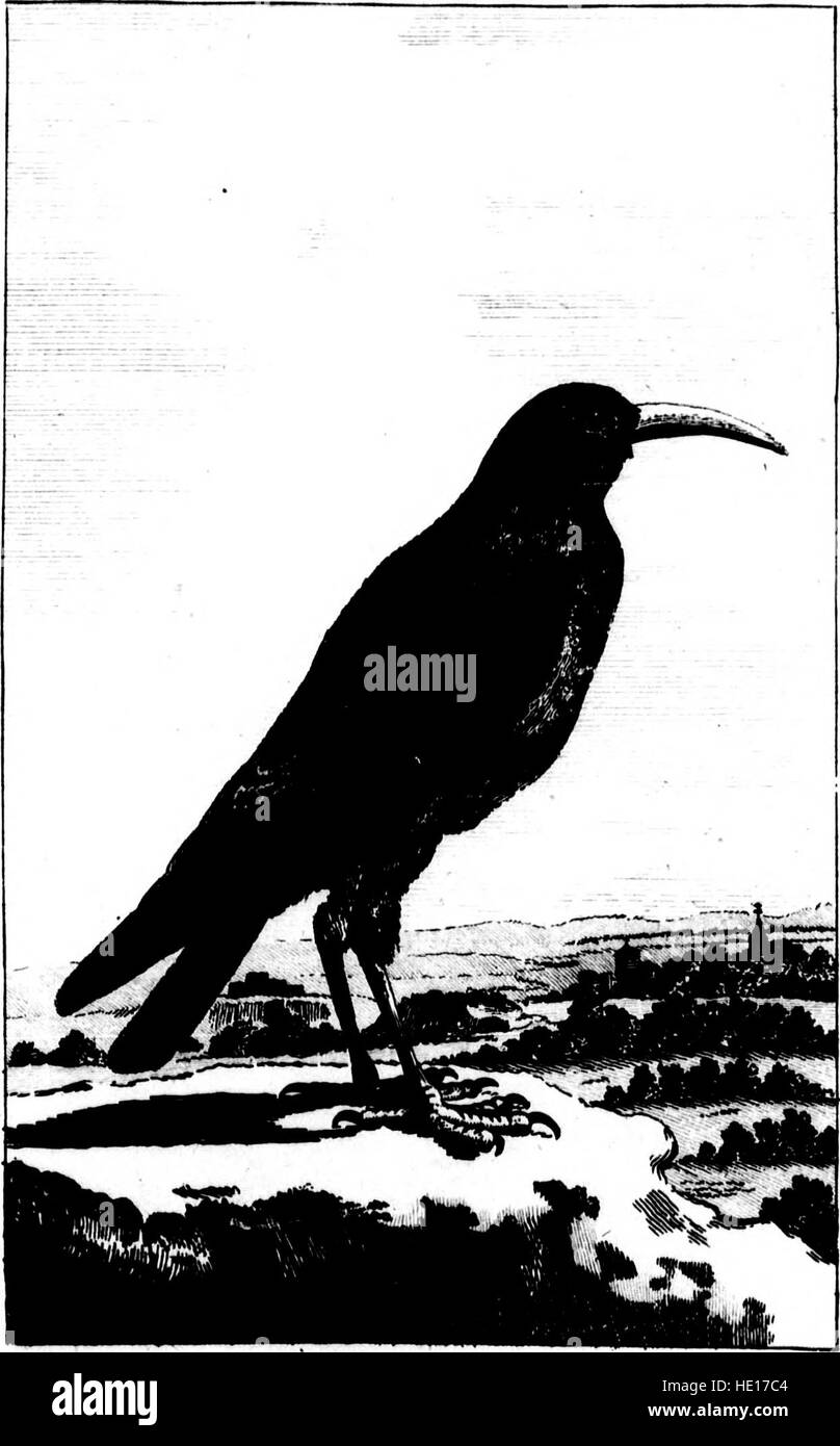 Die Naturgeschichte der Vögel, eine umfassende Studie über Vogelarten von Graf de Buffon, ursprünglich veröffentlicht im Jahr 1793, bleibt in der Ornithologie. Stockfoto
