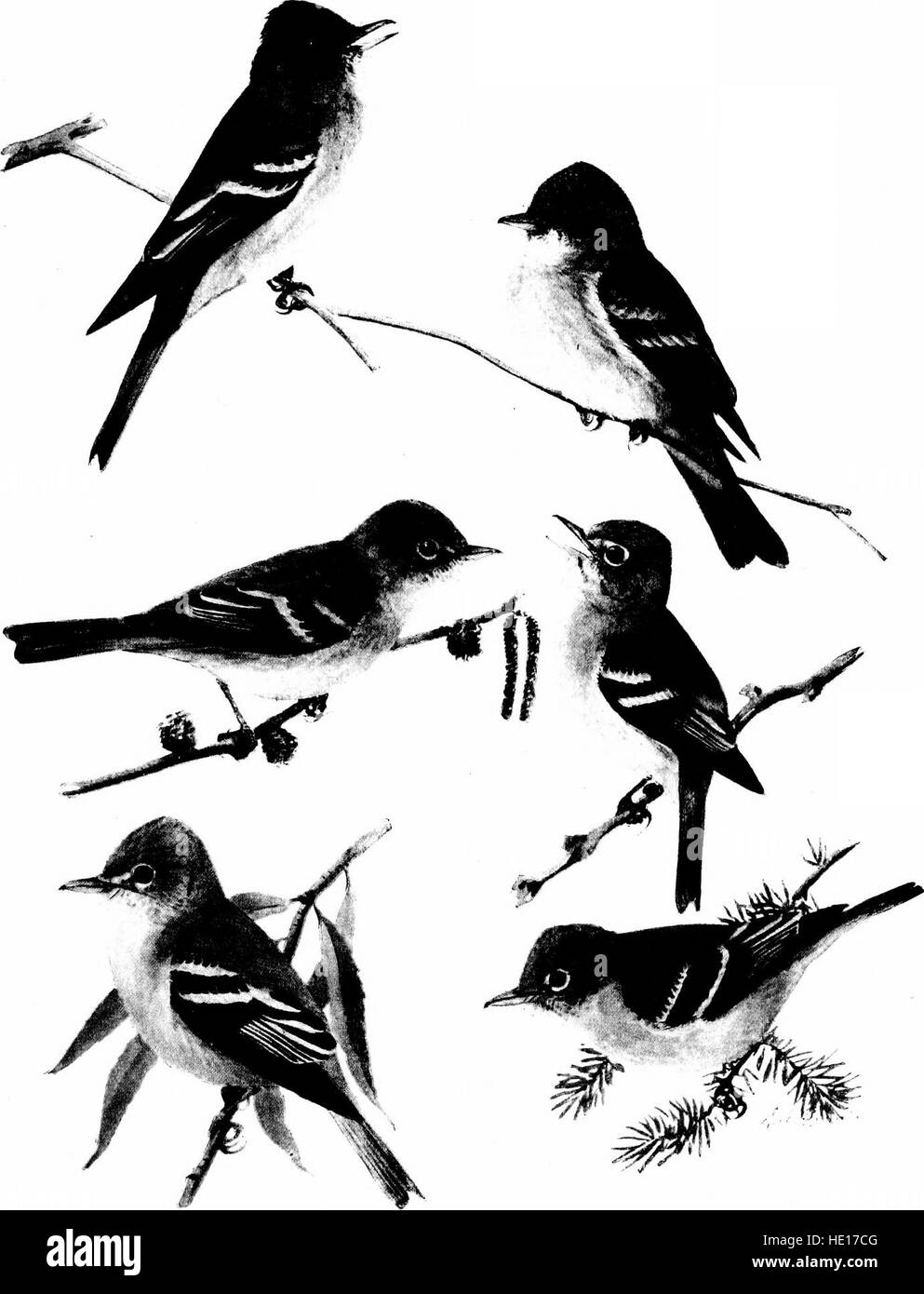 „Birds of New York“ (1910) ist eine umfangreiche Sammlung von Vogelillustrationen, die eine detaillierte Darstellung der Vogelarten der Region bieten. Die Arbeit trägt wesentlich zu frühen ornithologischen Studien und zur Naturgeschichte bei. Stockfoto