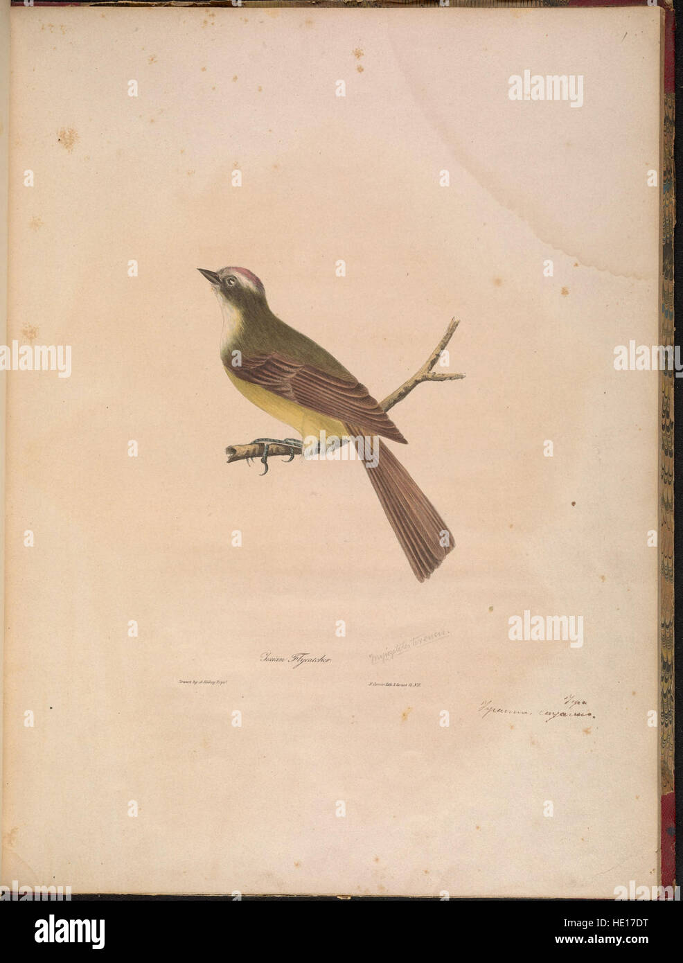 Eine Beschreibung von sechzehn neuen nordamerikanischen Vogelarten, beschrieben in den Annalen der New York Lyceum of Natural History (1841) Stockfoto