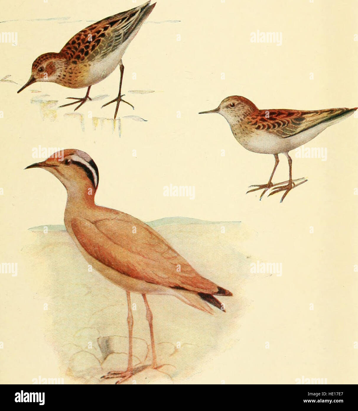 „British Birds in their Haunts“ (1922) ist ein naturorientiertes Kunstwerk, das verschiedene Vogelarten in ihrer natürlichen Umgebung in ganz Großbritannien zeigt. Die detaillierte Abbildung zeigt die Lebensräume der Vögel und die Schönheit der britischen Tierwelt. Stockfoto