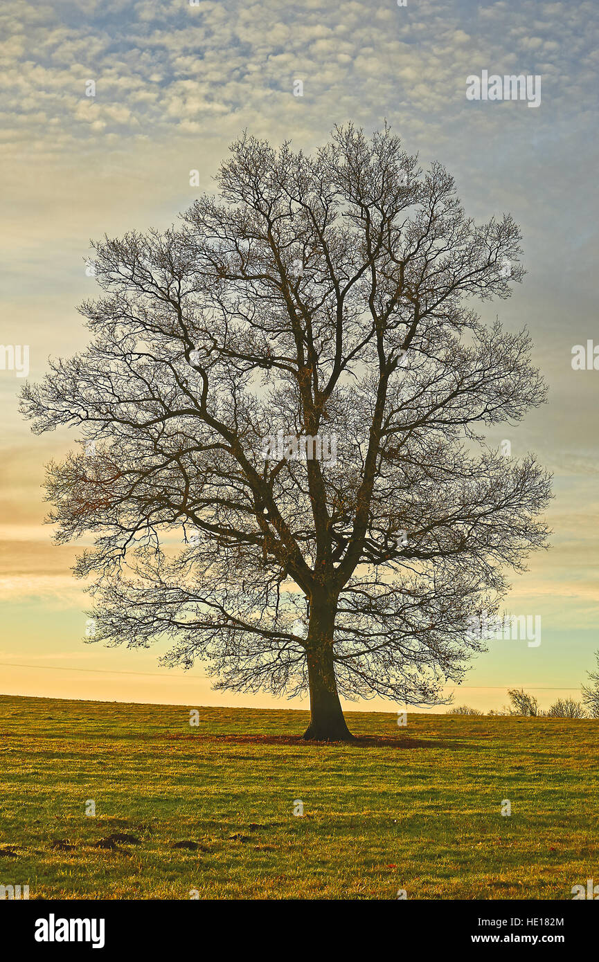 Ein Laubbaum in einem Feld im winter Stockfoto