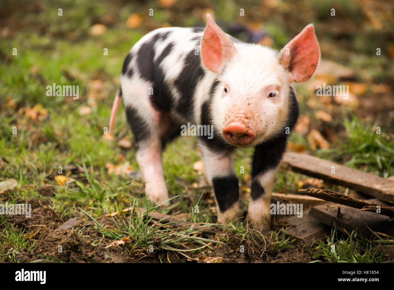 eine neugierige kleine Schweinchen Stockfoto