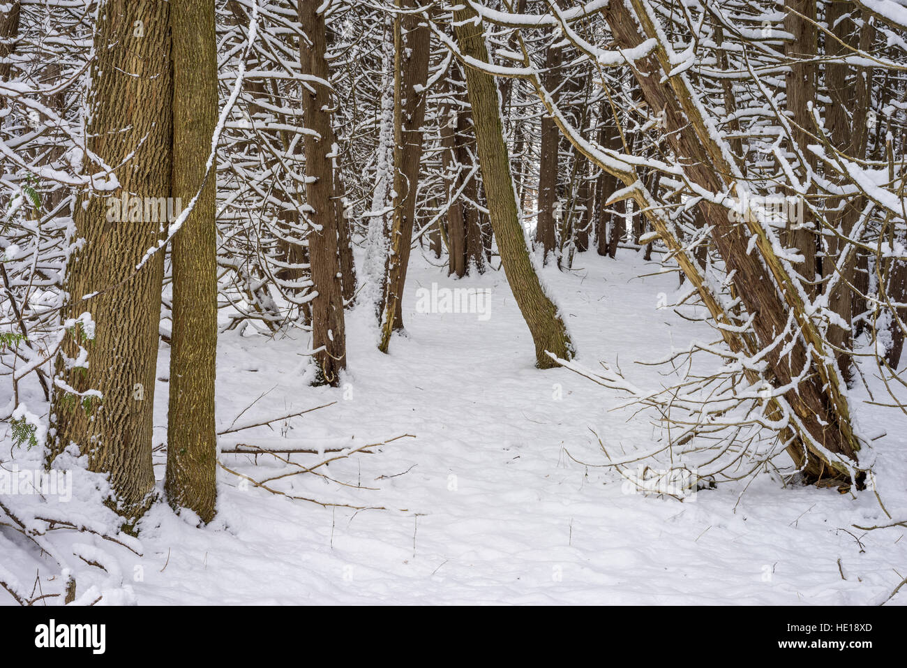 Schnee bedeckt einen Wald von Laubbäumen. Stockfoto