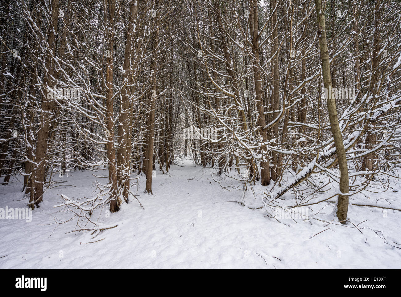 Schnee bedeckt einen Wald von Laubbäumen. Stockfoto