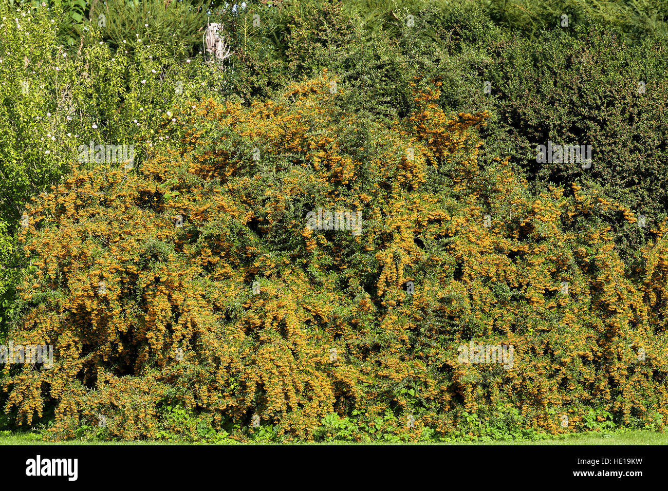 Meer Sanddorn Zweig, close-up (Hippophae Rhamnoides, typisch für diese Pflanze einen hohen Gehalt an Vitamin C ist Stockfoto