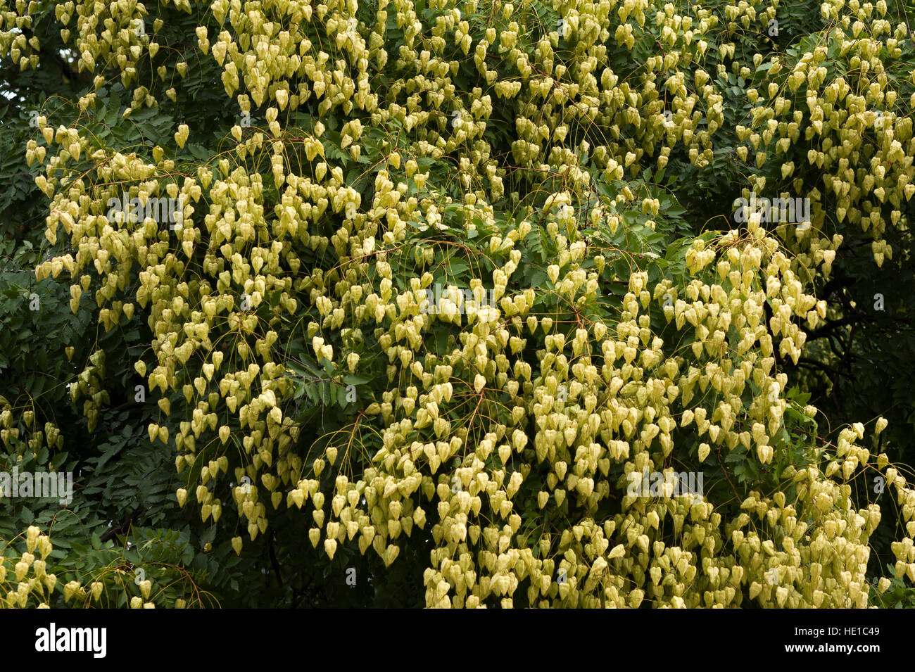 Blase-förmige Frucht Blase Asche (Stand Paniculata), Schlossgarten, Wien, Österreich Stockfoto