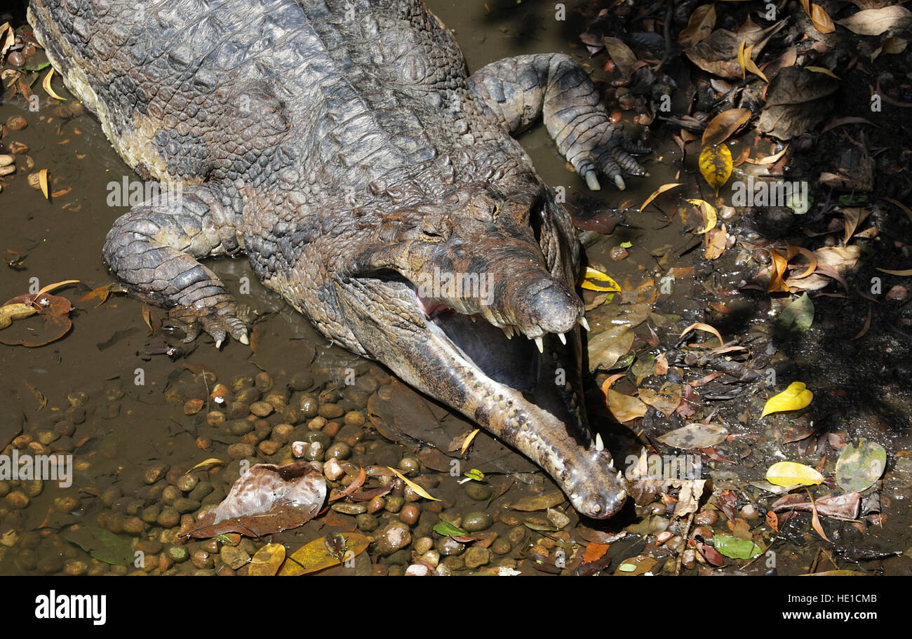 Falsche oder malaiische Gharial (Tomistoma Schlegelii) Sonnenbaden mit offenen backen, Zoo Singapur, Singapur, Asien Stockfoto