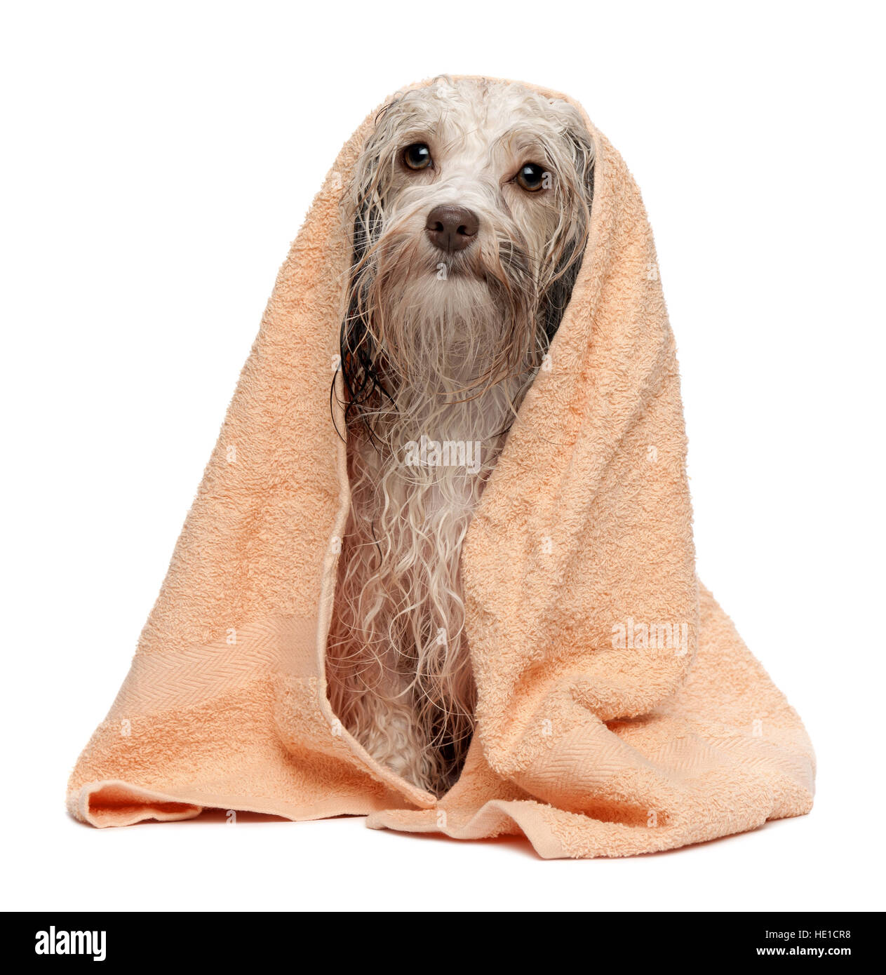 Nass Schokolade farbige Havaneser Hund nach dem Bad mit einem Pfirsich Handtuch Stockfoto