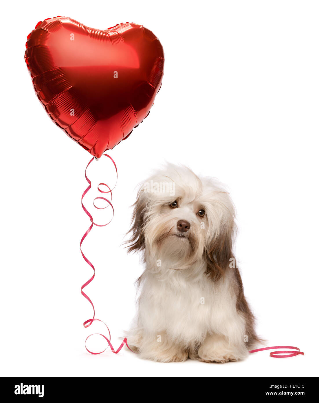 Geliebte Schokolade Valentine Havaneser Hund mit einem roten Herzballon Stockfoto