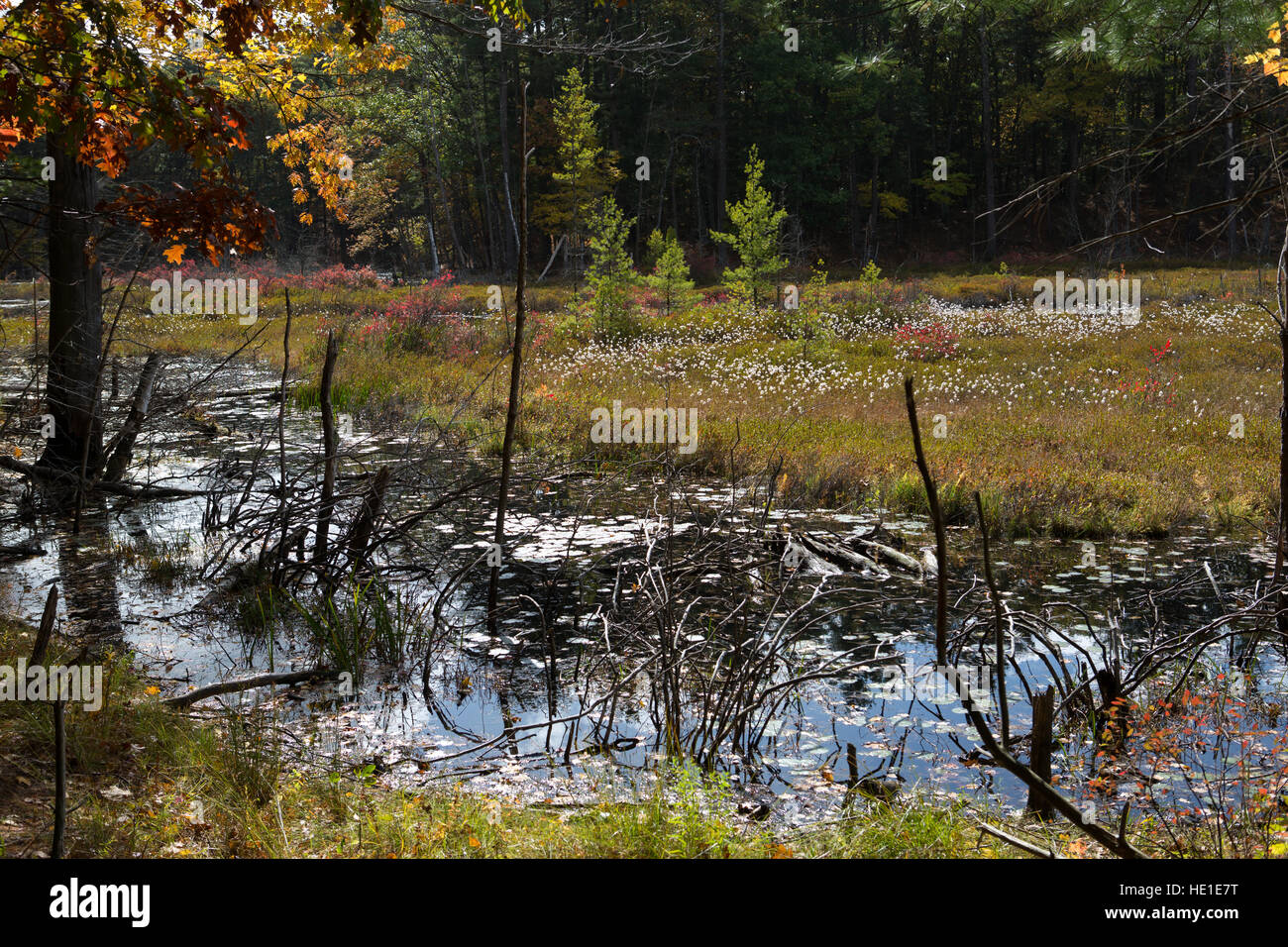 Wald-Sumpf am Walden Teich in Massachusetts im Herbst Stockfoto