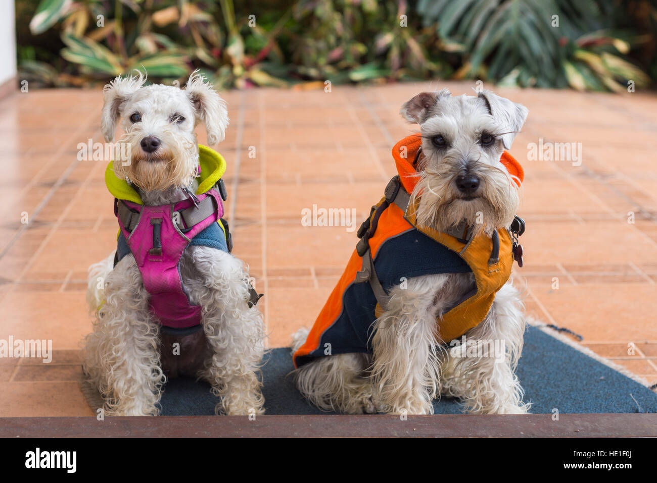 Pudel und Schnauzer Hunde tragen Mäntel Stockfoto
