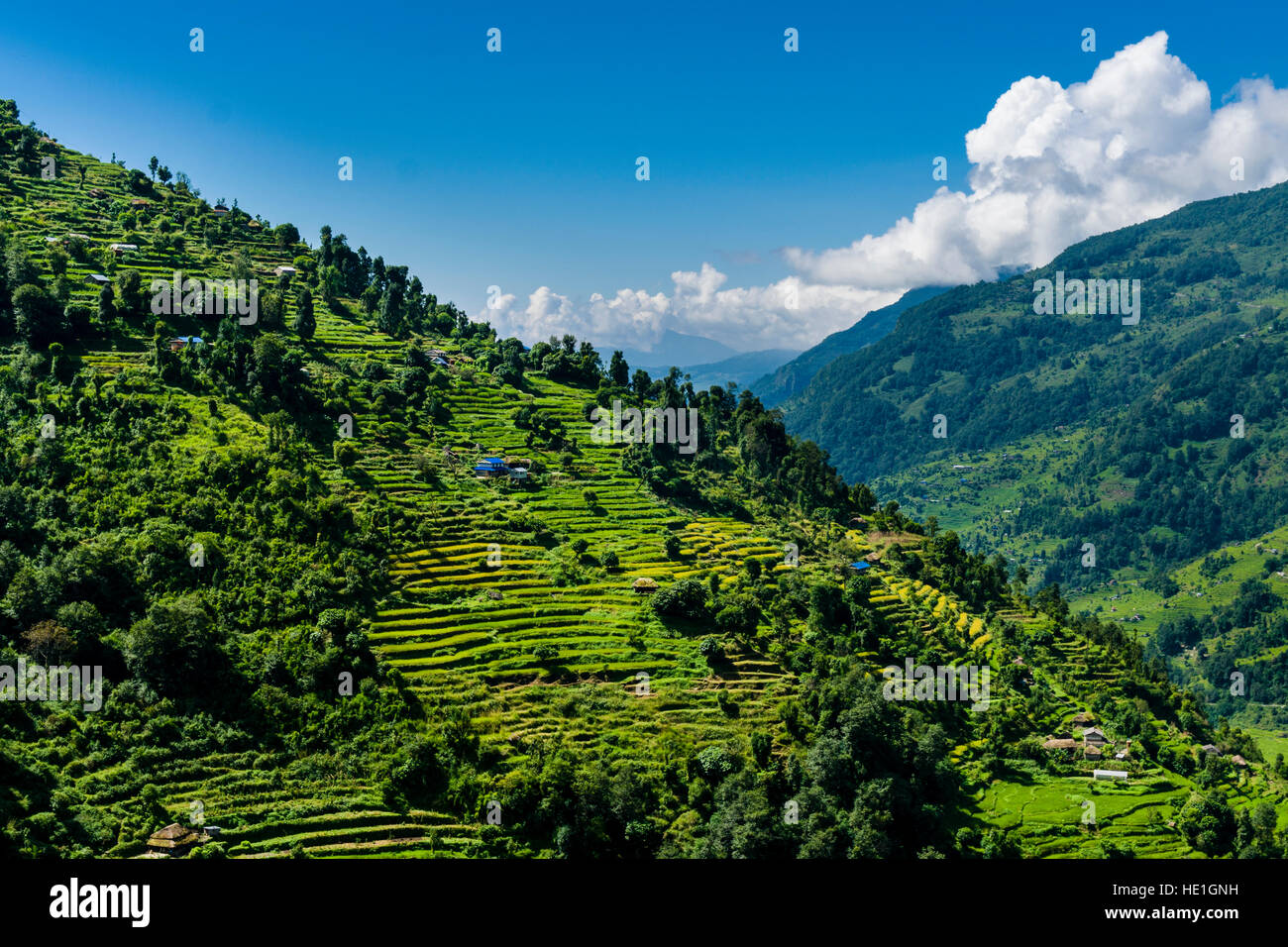 Landwirtschaftliche Landschaft mit grünen Terrasse Reis und Gerste Felder und Bauernhöfe in oberen Modi Khola Tal Stockfoto