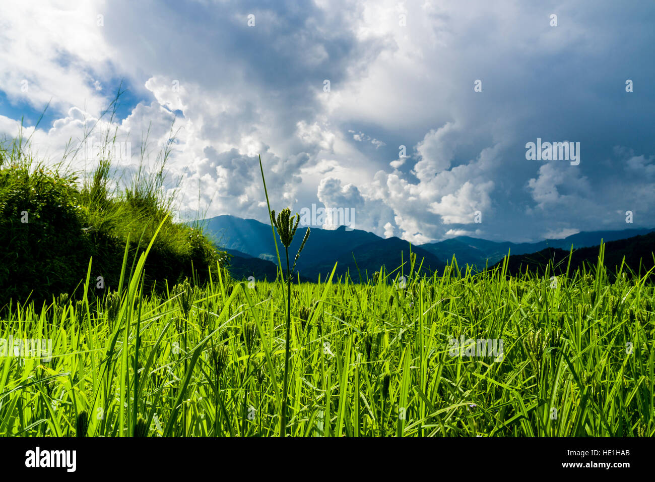 Agrarlandschaft mit grüne Hirse Terrasse Felder und dunkle Gewitterwolken im oberen Harpan Khola Tal Stockfoto