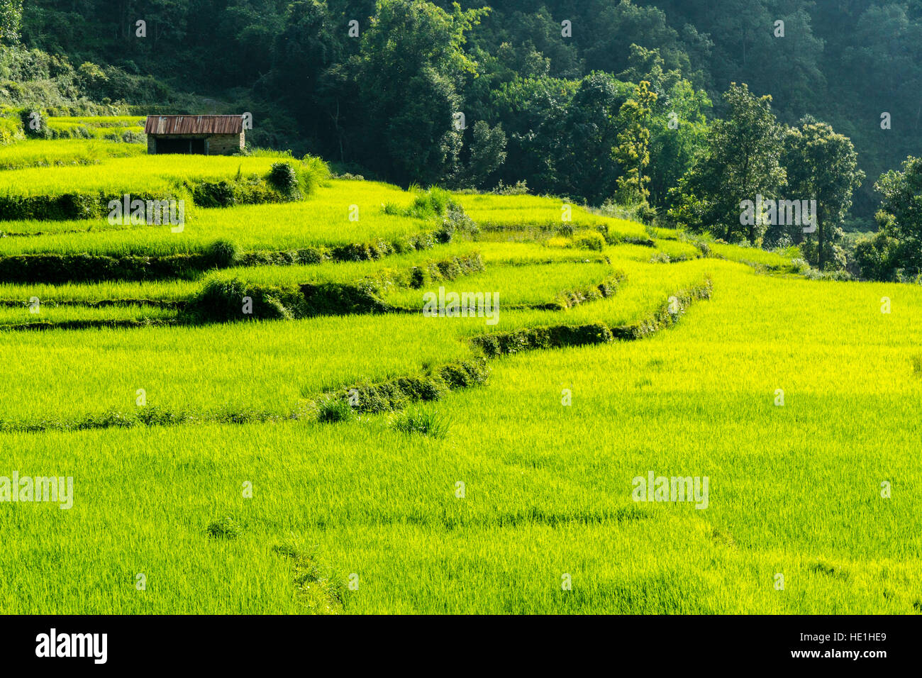 Landwirtschaftliche Landschaft mit grünen Reisfeldern und einem Bauernhaus in der oberen harpan Khola Tal Stockfoto