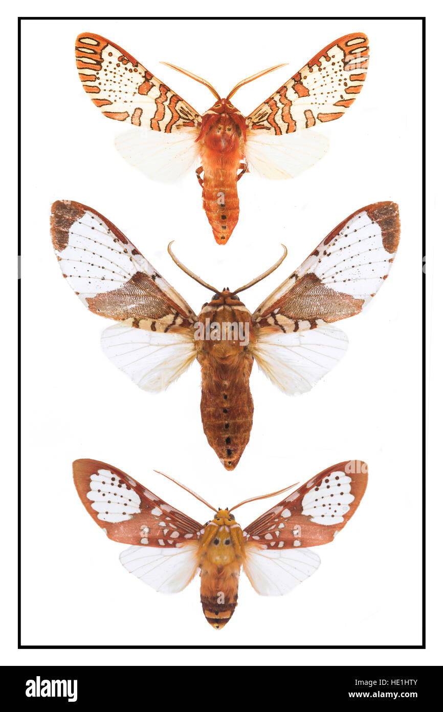 Motten-Auswahl aus der ganzen Welt. Stockfoto