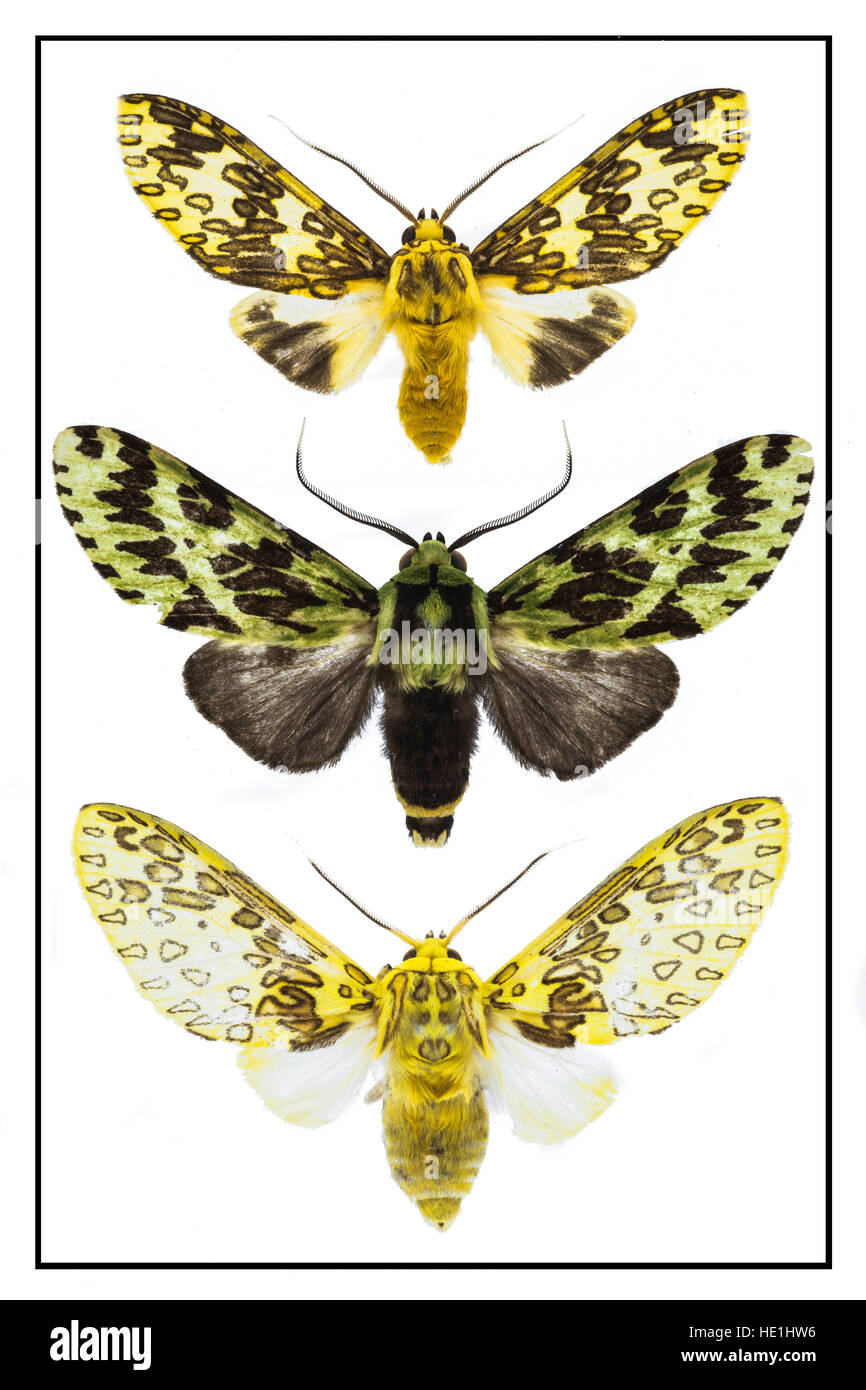 Motten-Auswahl aus der ganzen Welt. Stockfoto