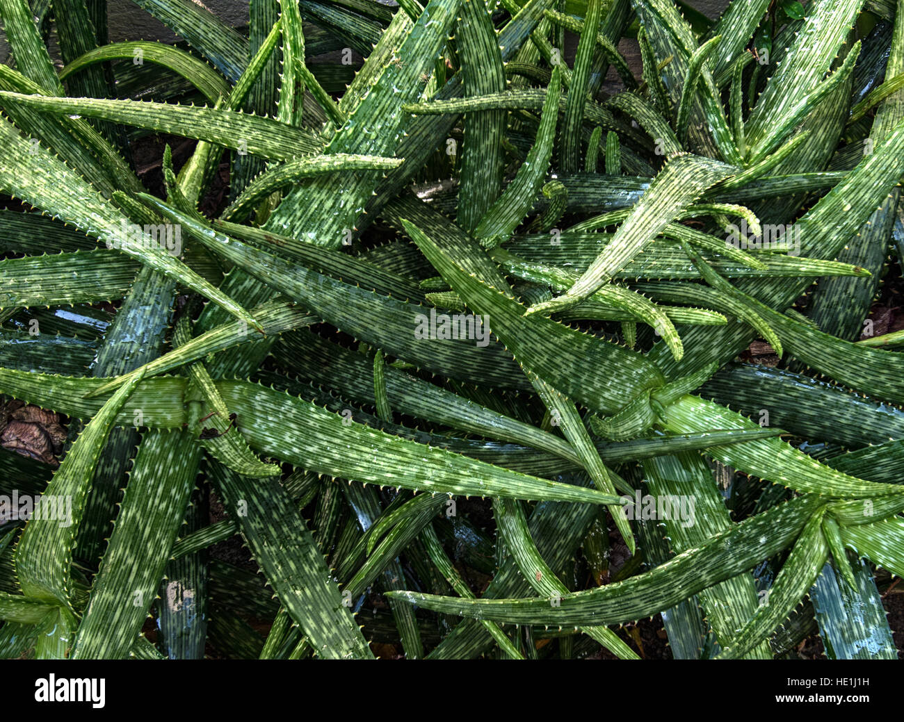 Aloe Vera Pflanze im Freien im Garten Stockfoto