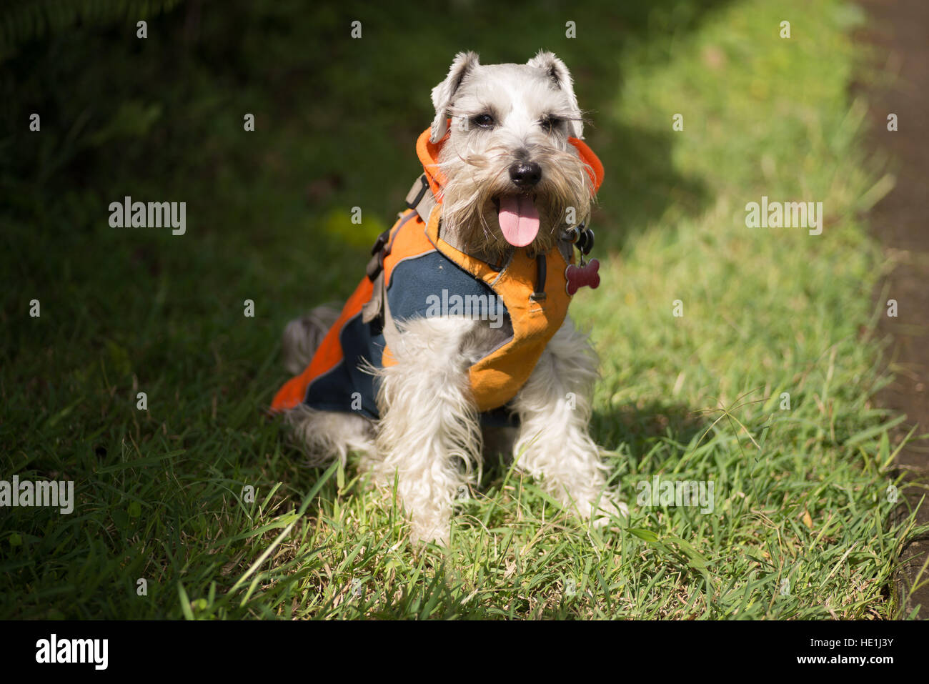 Schnauzer Hund trägt einen Mantel und sitzt auf dem Gras An einem sonnigen, kalten Tag Stockfoto